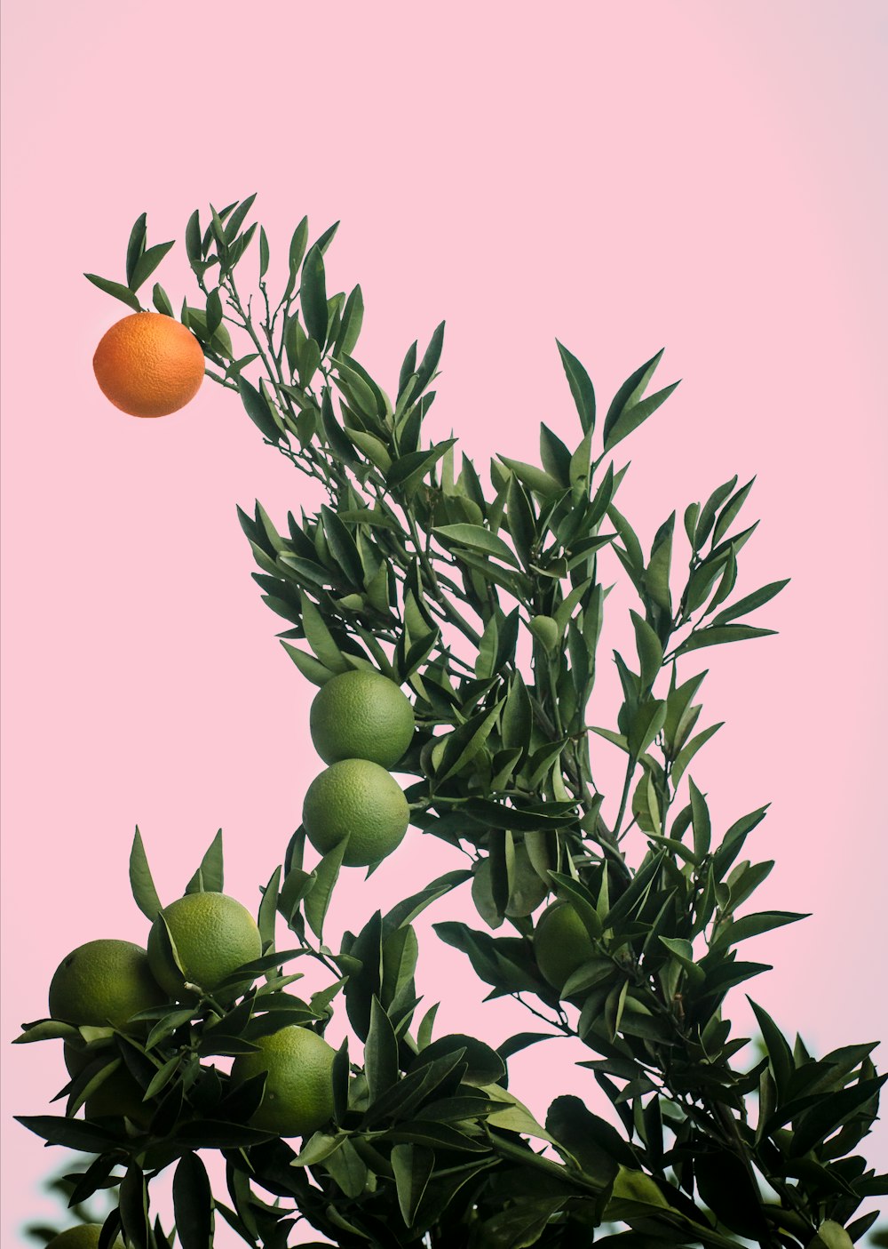 an orange is hanging from a tree branch