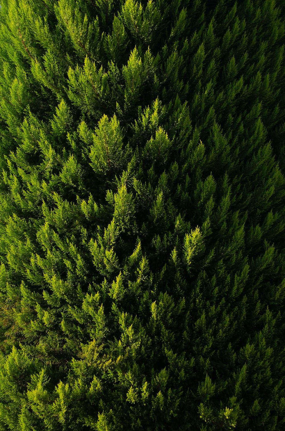 Un grande gruppo di alberi verdi in una foresta