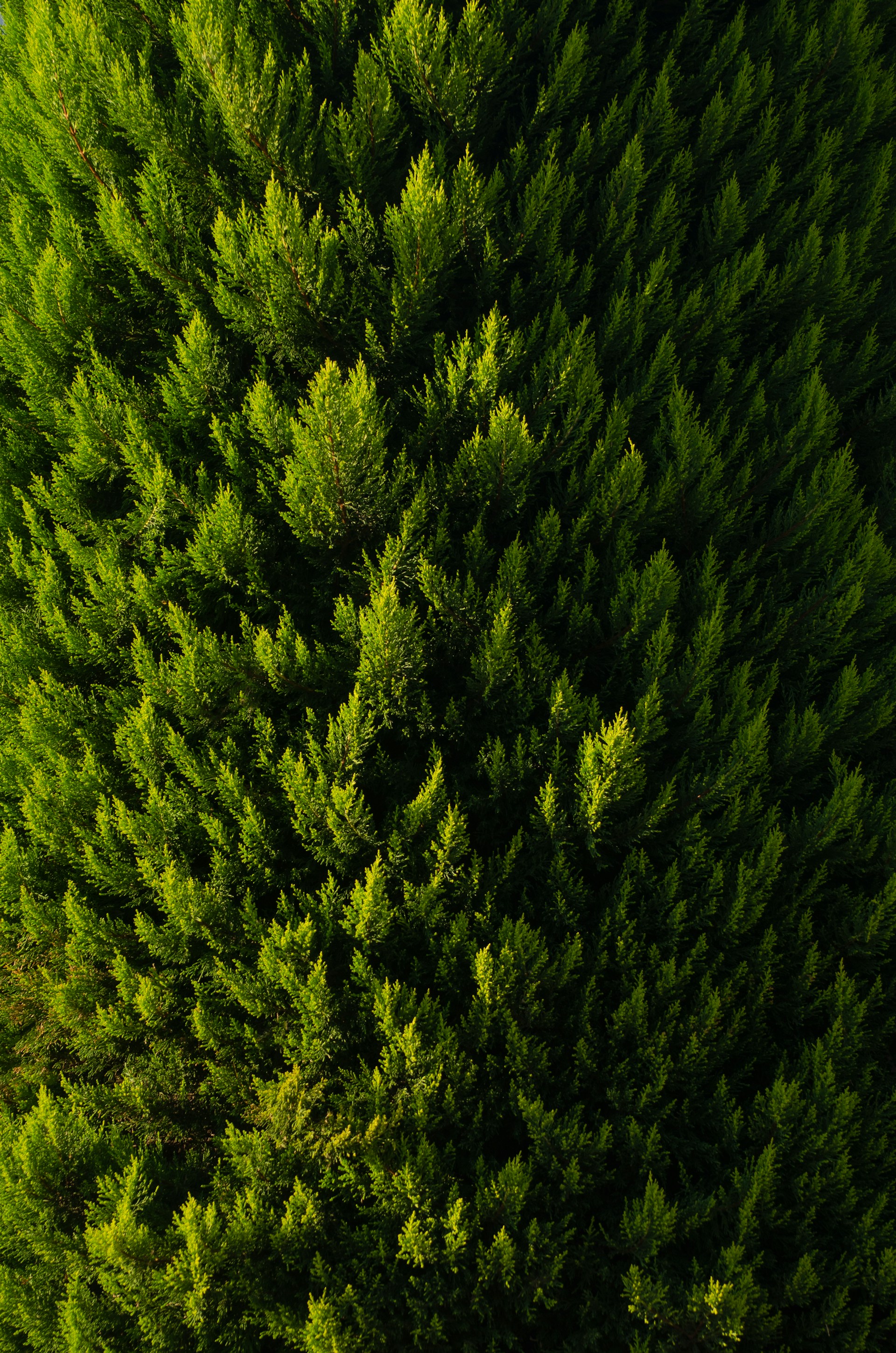 a large group of green trees in a forest