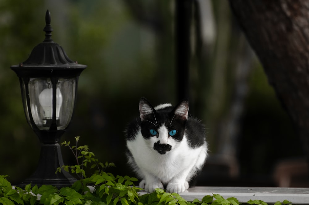 a black and white cat sitting next to a lamp post