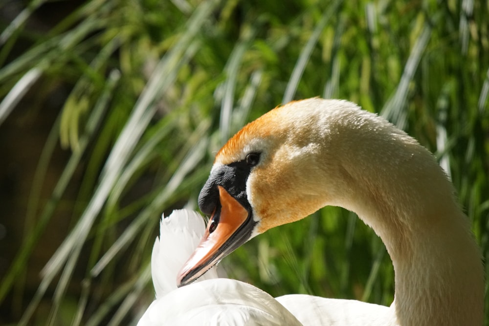 a close up of a white swan with an orange beak