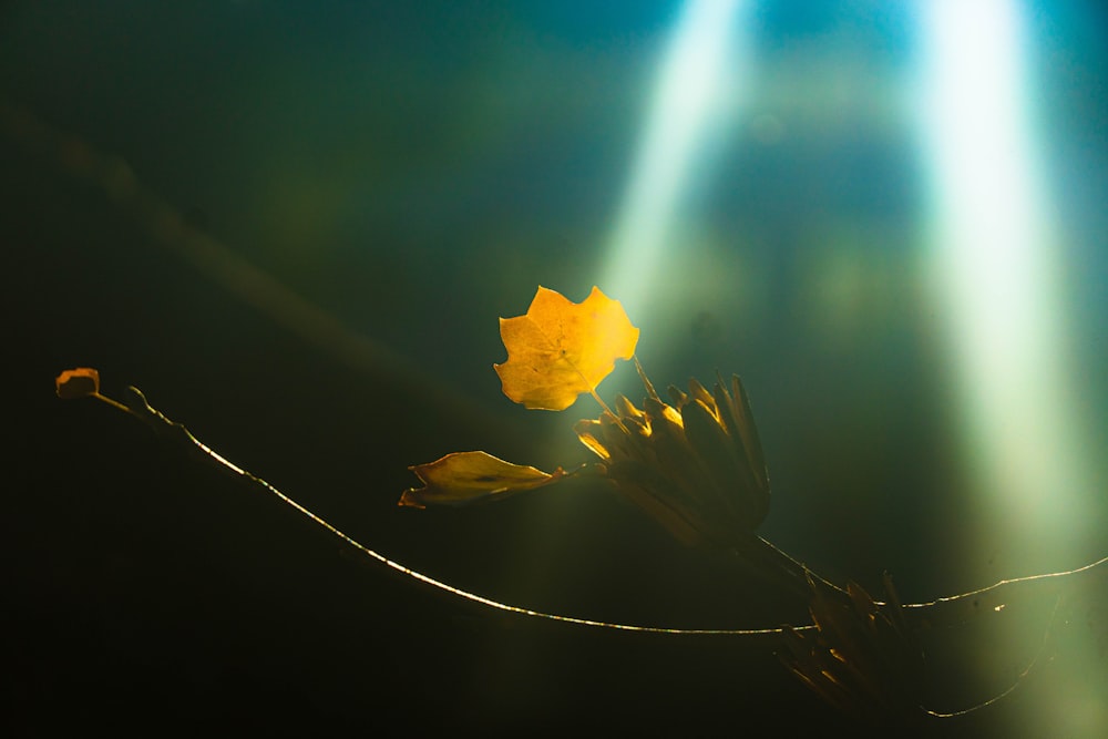 a single yellow flower sitting on top of a plant