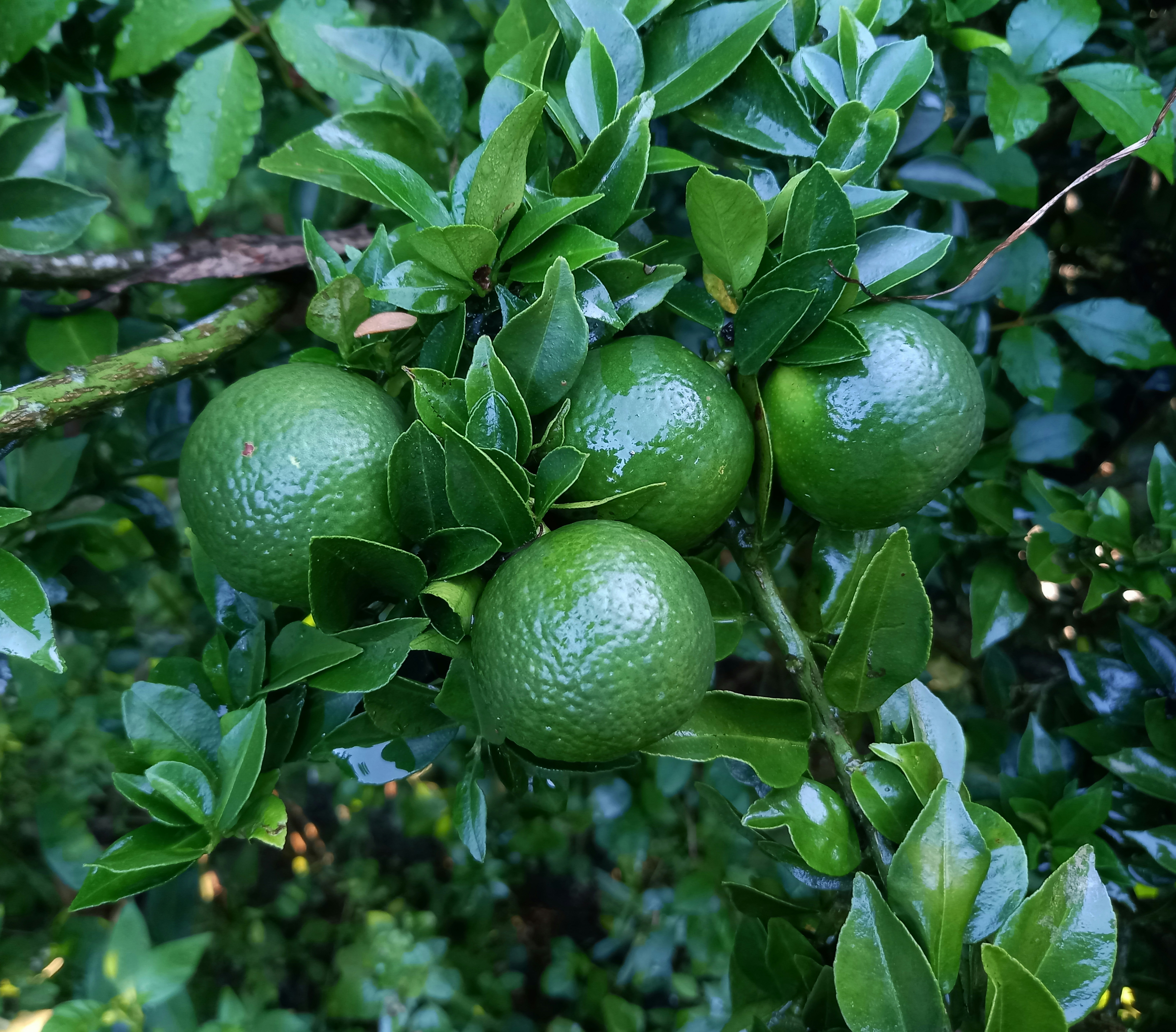 Citrus Kinnow Mandrin: Introduction, History, Importance, and Production Technology in Punjab