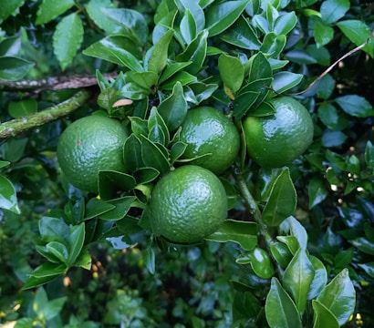 Several green unripe citrus fruits grow on a tree branch surrounded by glossy green leaves. The fruits have a textured rind, and the setting appears to be outdoors with natural greenery.