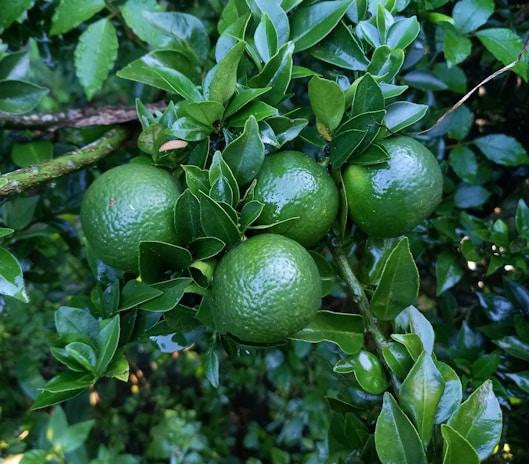 Several green unripe citrus fruits grow on a tree branch surrounded by glossy green leaves. The fruits have a textured rind, and the setting appears to be outdoors with natural greenery.