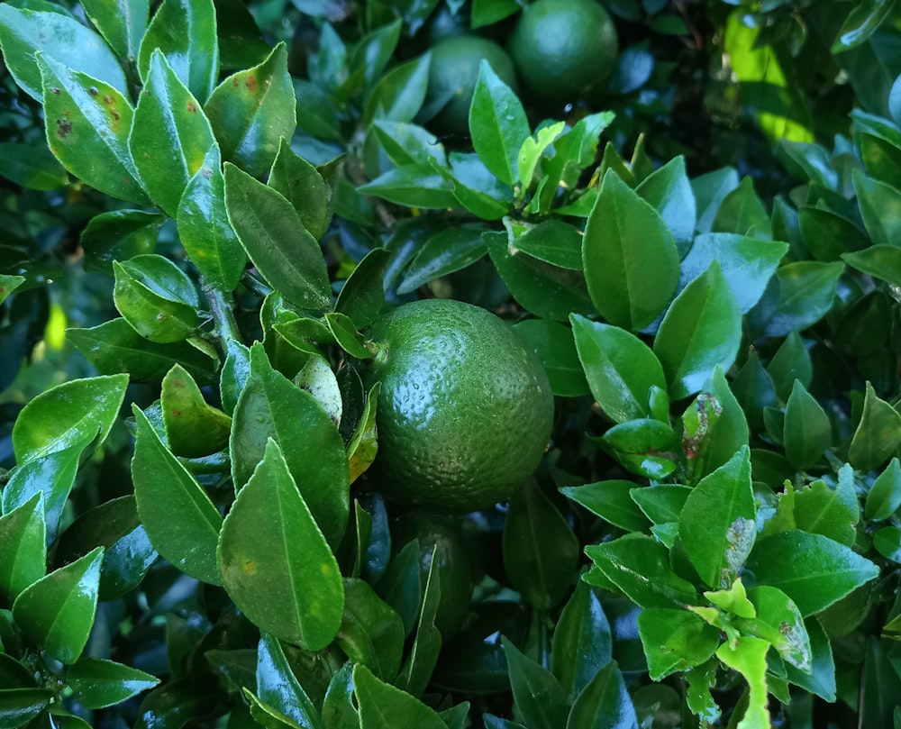 a close up of a tree with green fruit