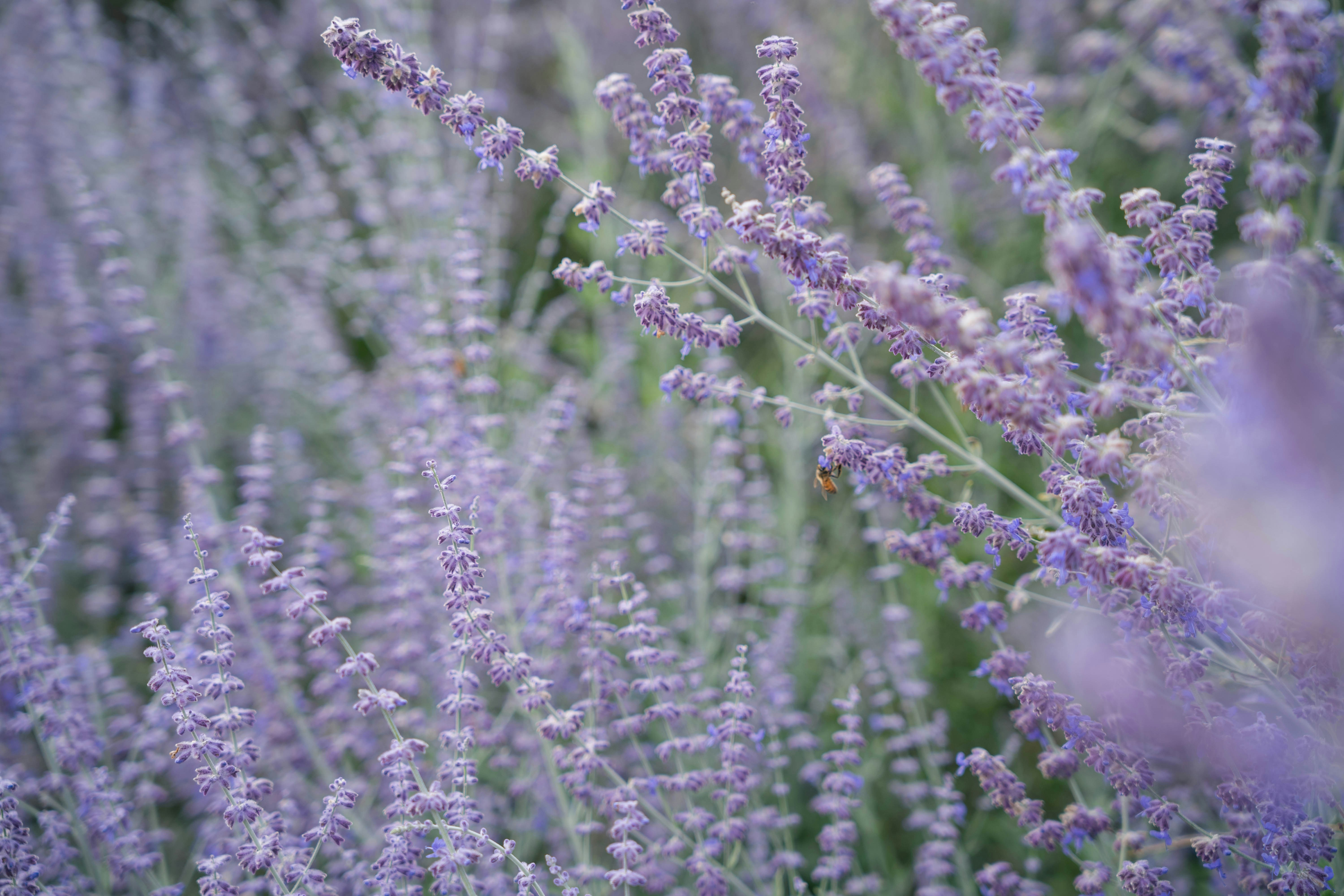 Photo by sunnynguyen