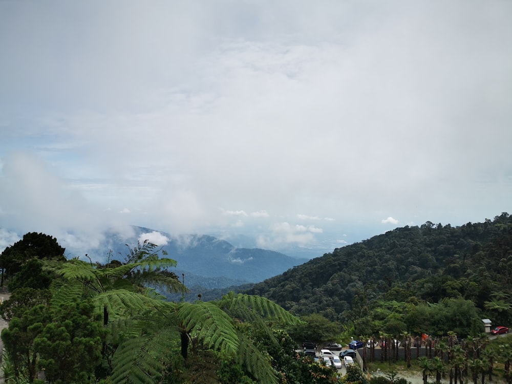 a lush green forest filled with lots of trees