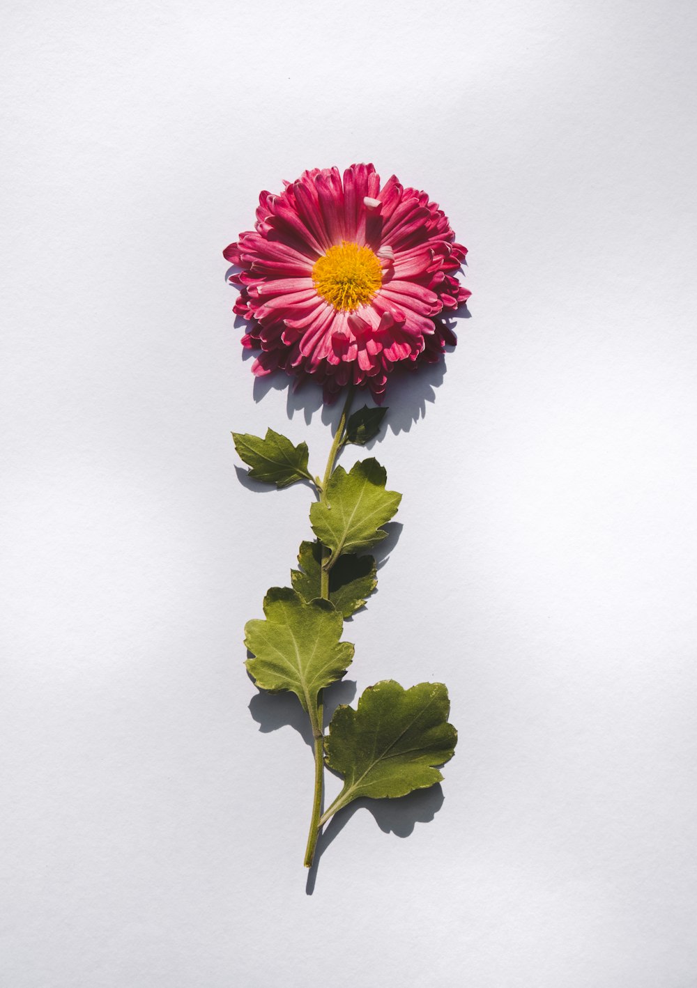 a single pink flower with green leaves on a white background