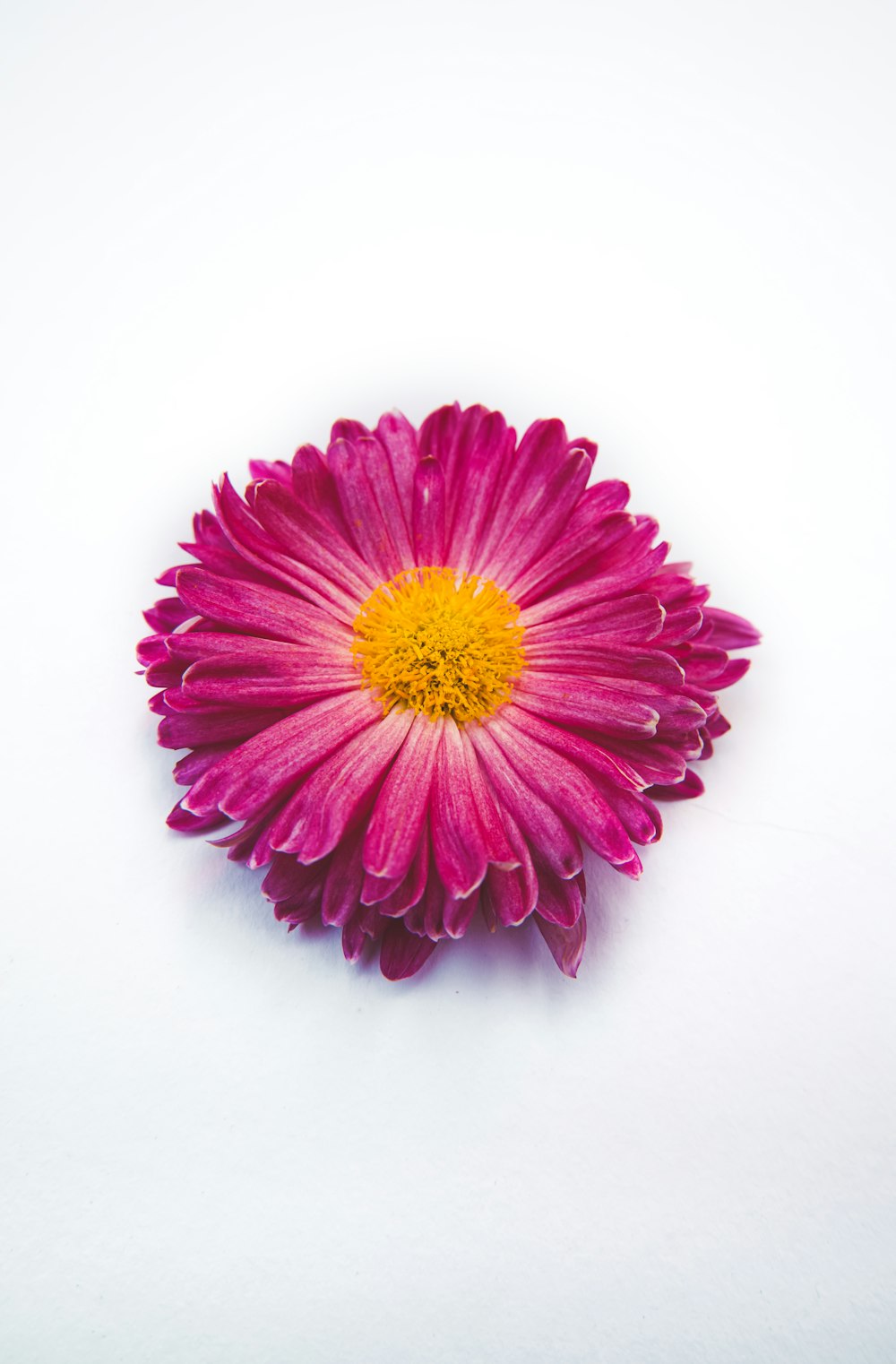 a pink flower with a yellow center on a white surface