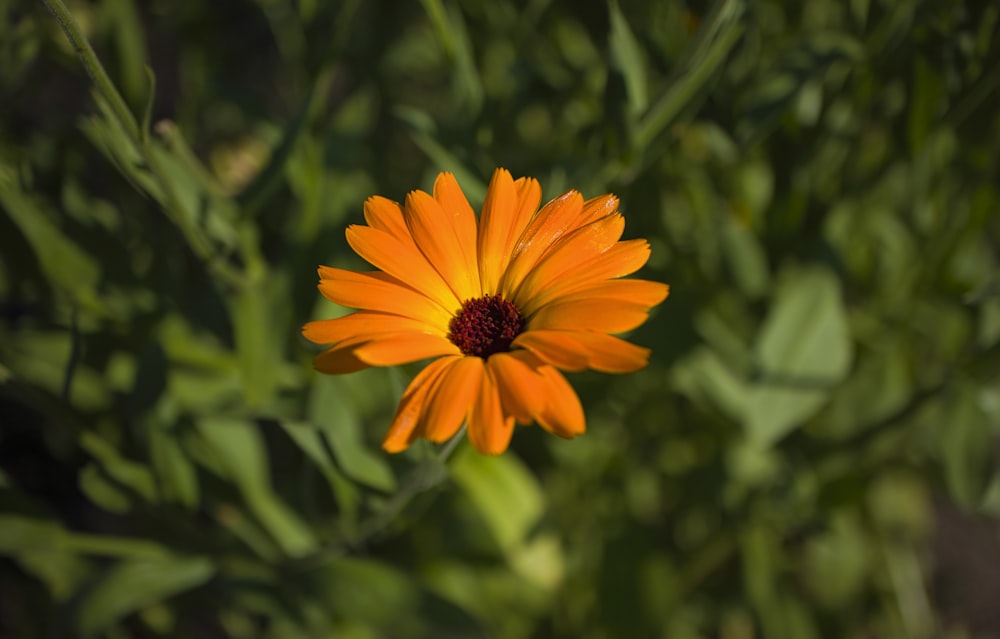 a close up of an orange flower with green leaves in the background