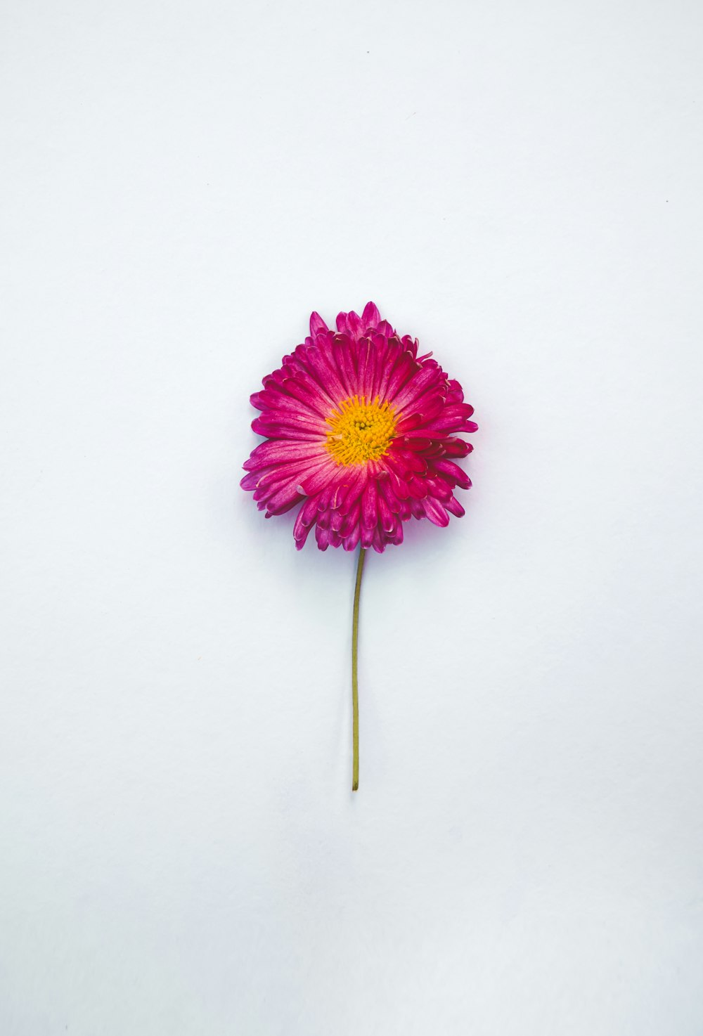 a single pink flower on a white background