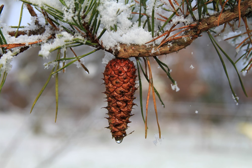 a pine cone hanging from a tree branch covered in snow