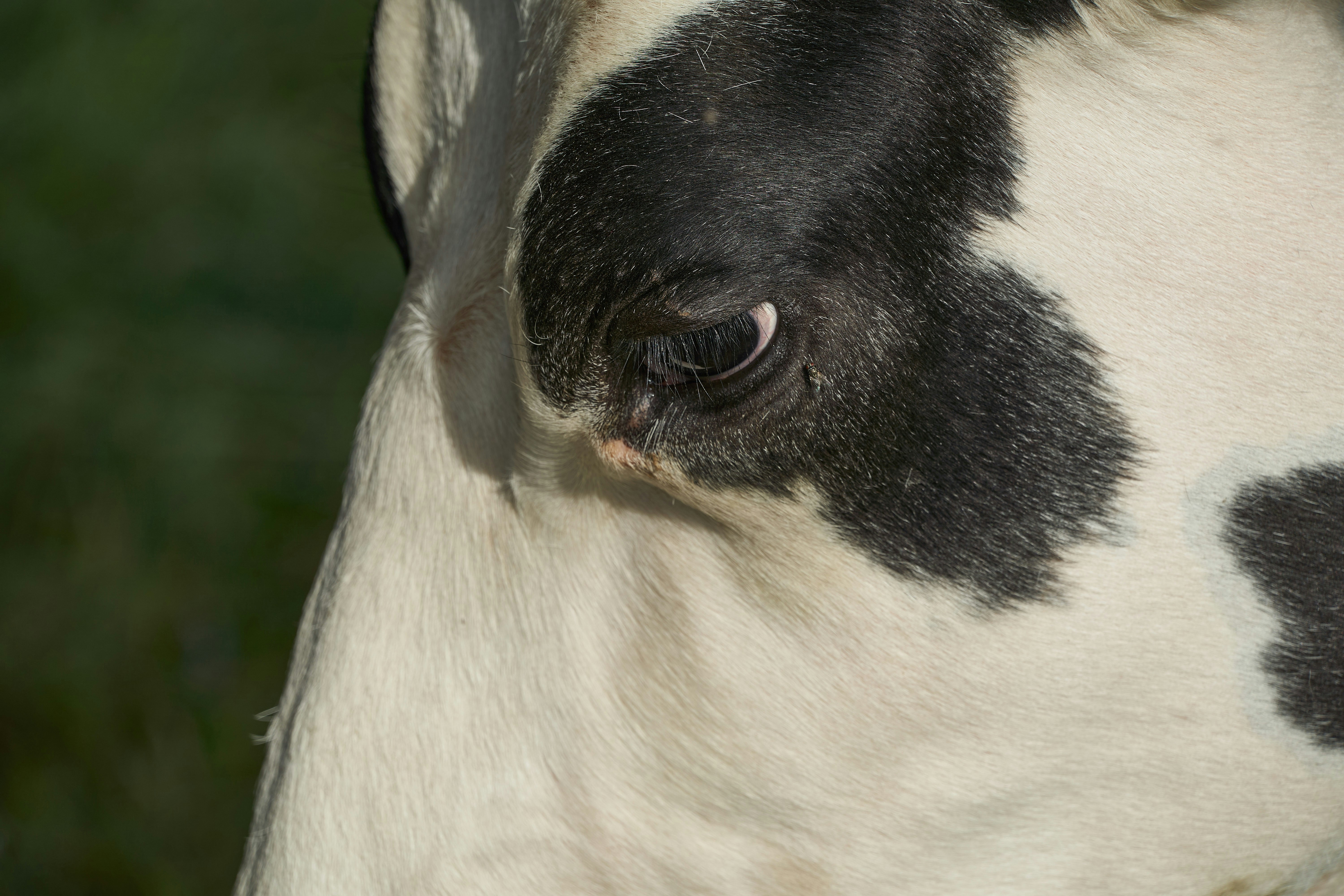a close up of a black and white cow's face