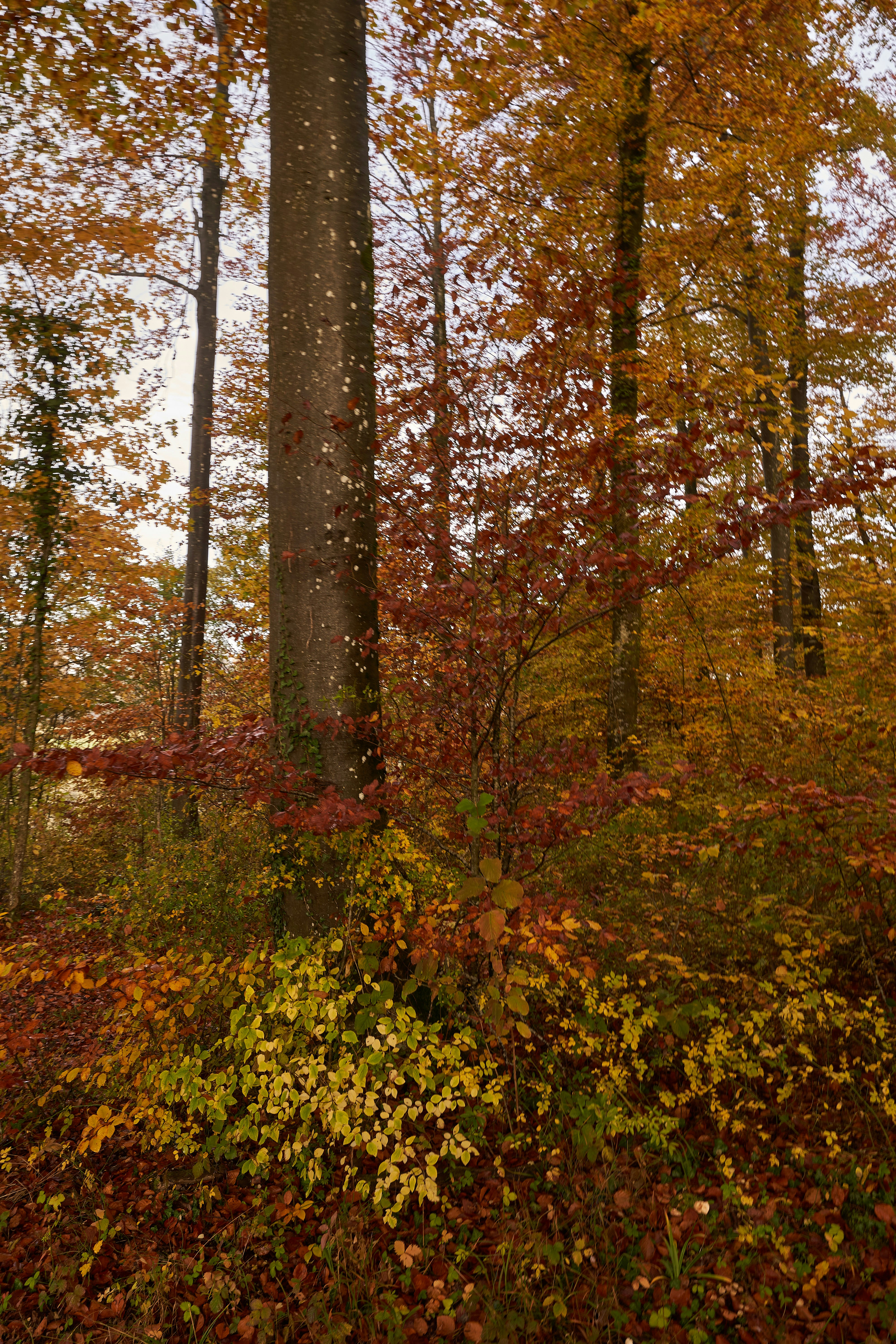 Photo by wolfgang_hasselmann