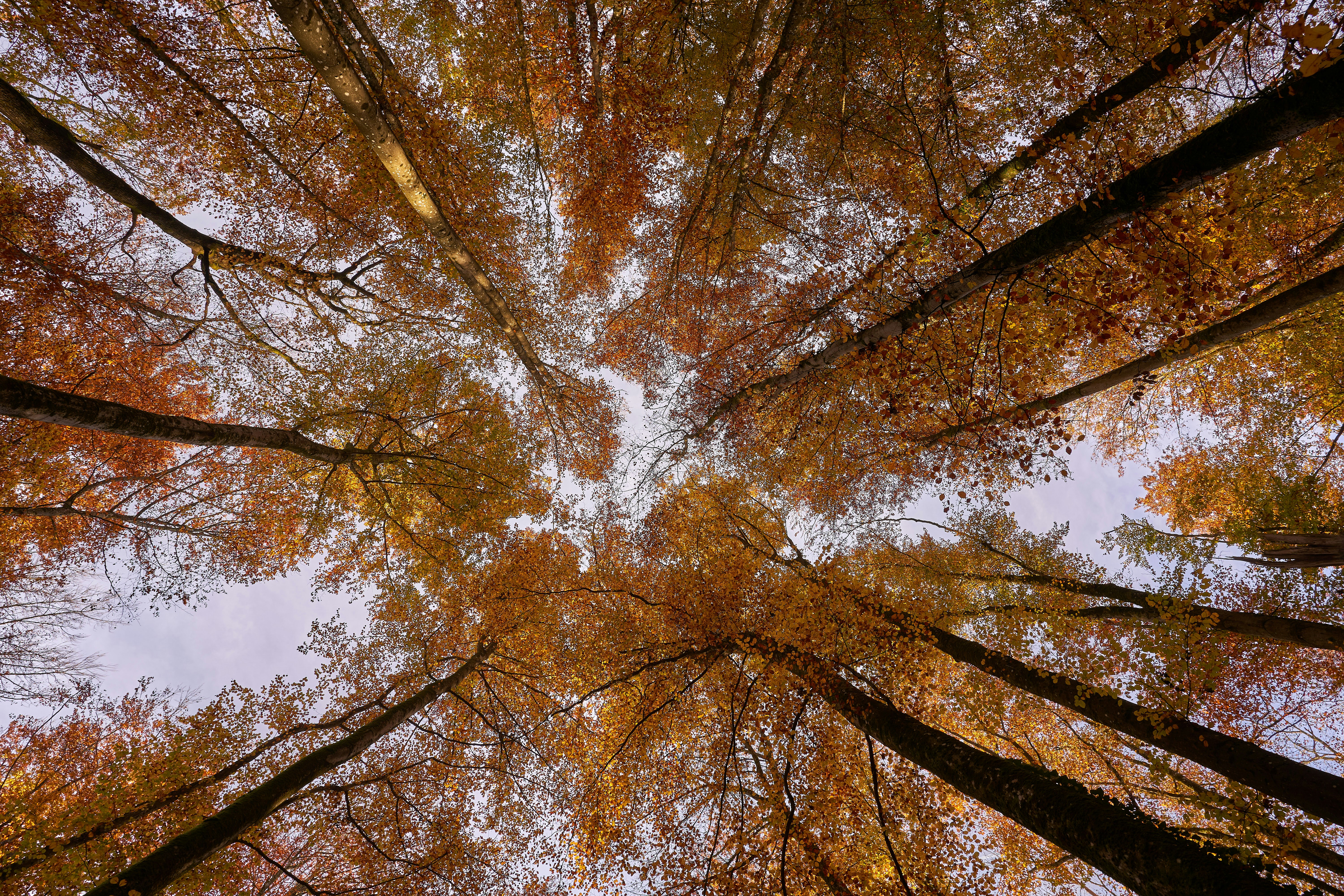 Photo by wolfgang_hasselmann