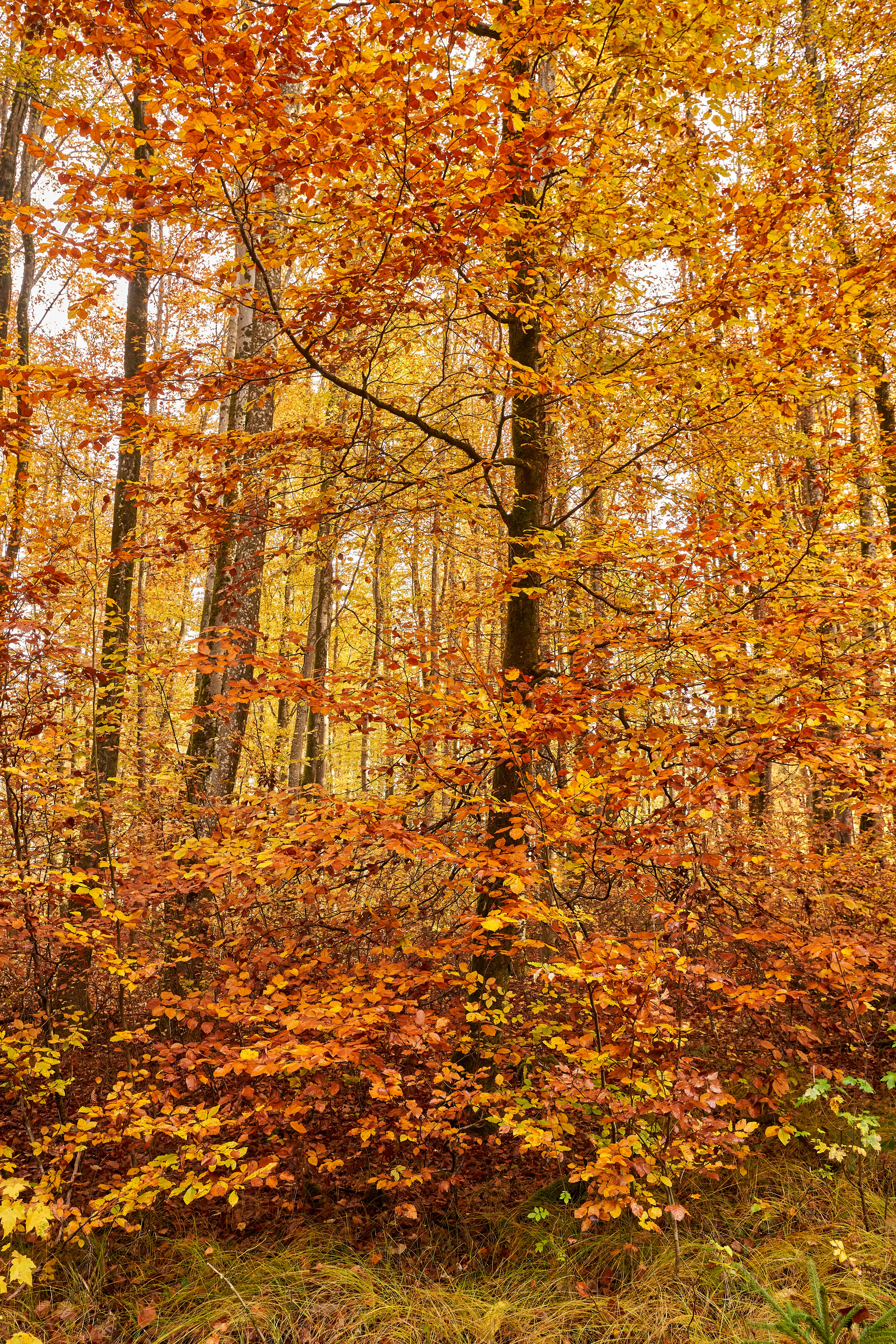 Photo by wolfgang_hasselmann