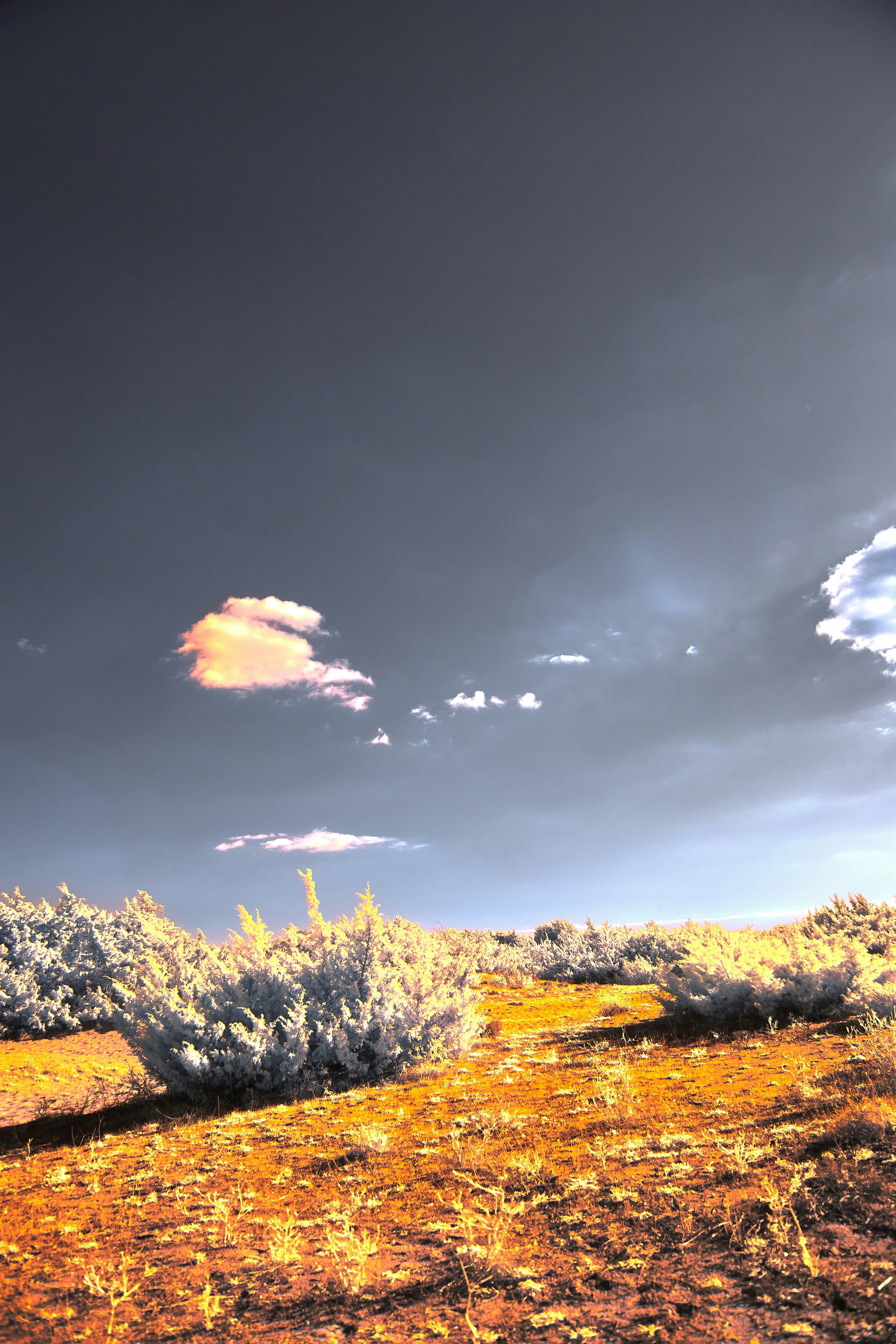 Photo by wolfgang_hasselmann