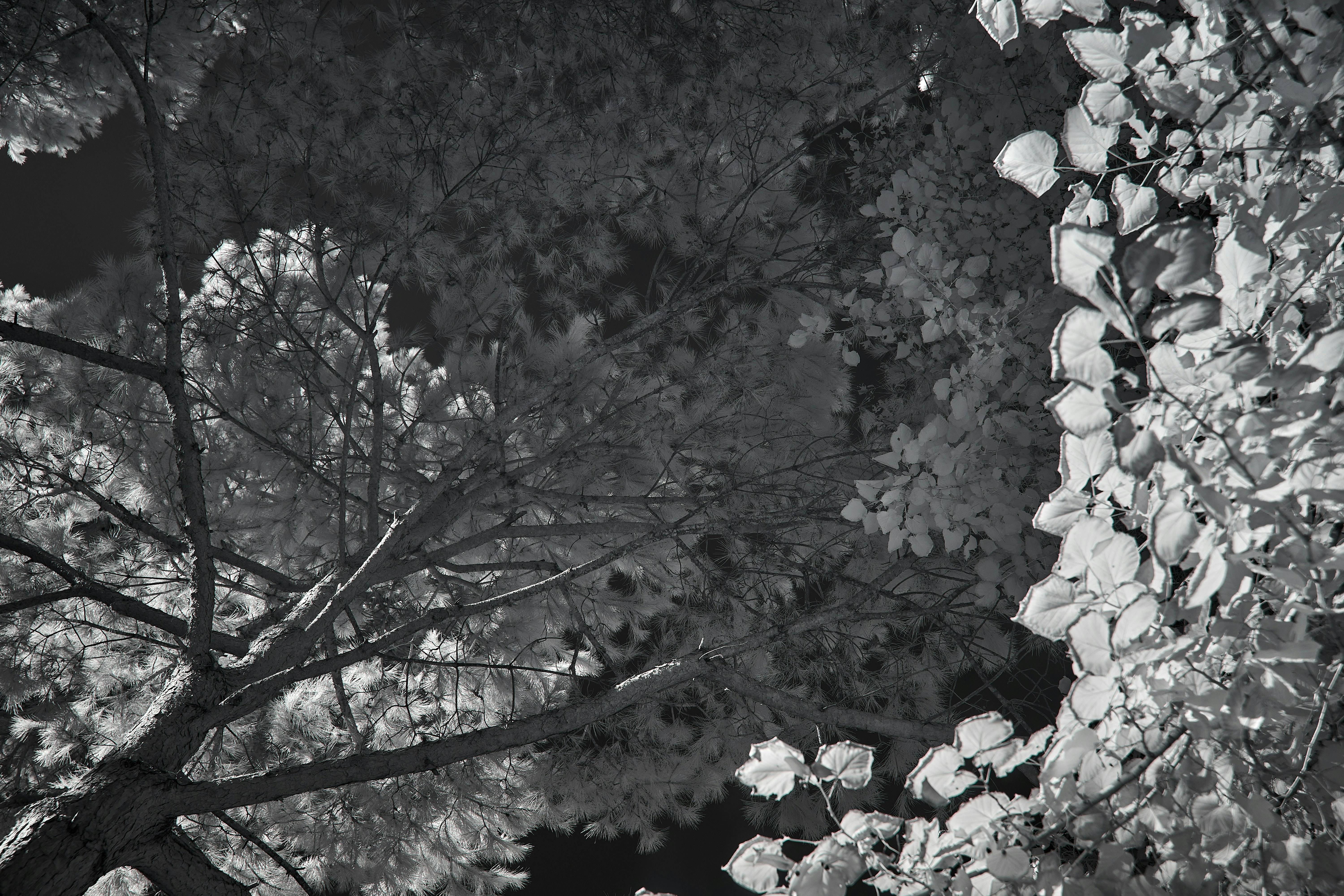 Photo by wolfgang_hasselmann