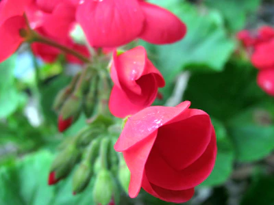 Close-up of vibrant flowers blooming in the gardens of Río Claro.