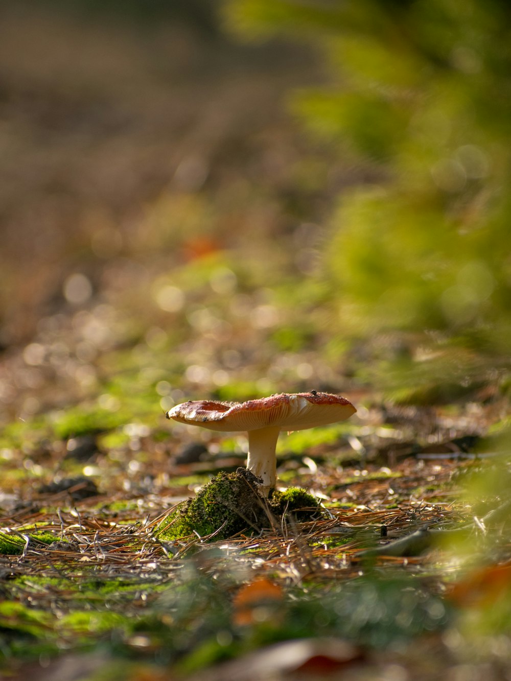 a small mushroom sitting on the ground in the grass