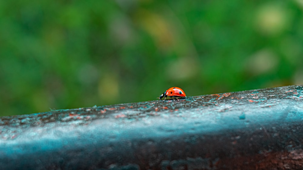 a lady bug sitting on top of a metal rail