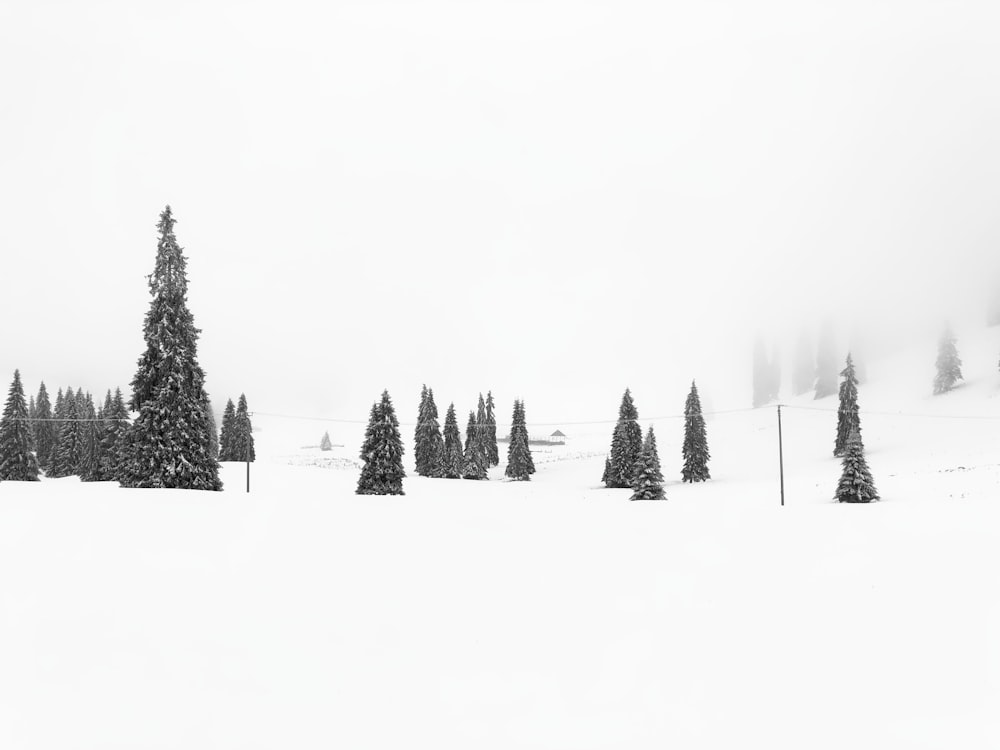une piste de ski enneigée avec des arbres au premier plan