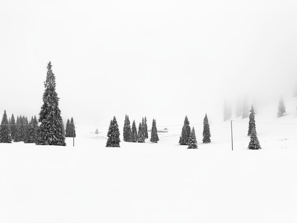 a snow covered ski slope with trees in the foreground