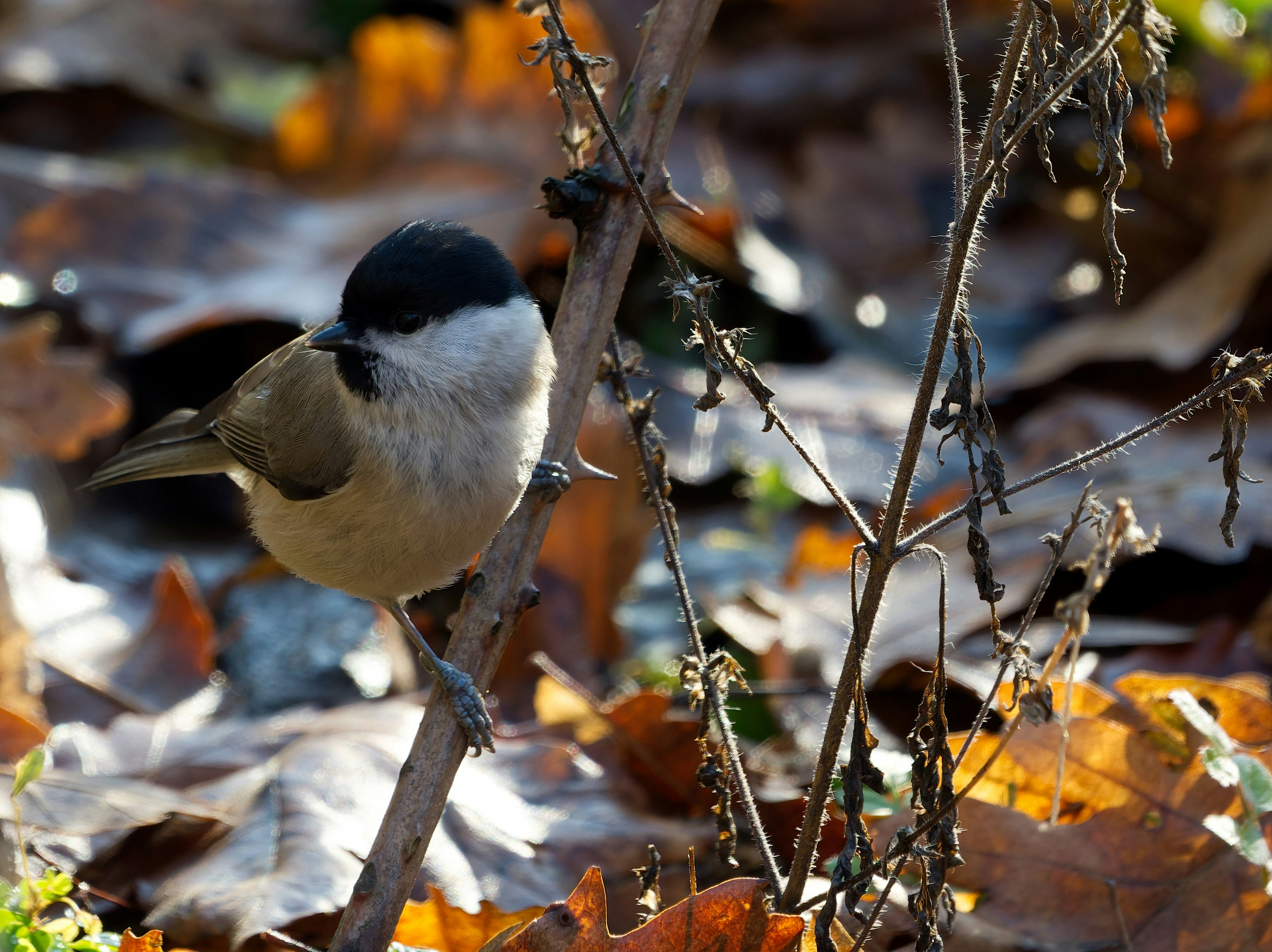 Photo by illes_cristi