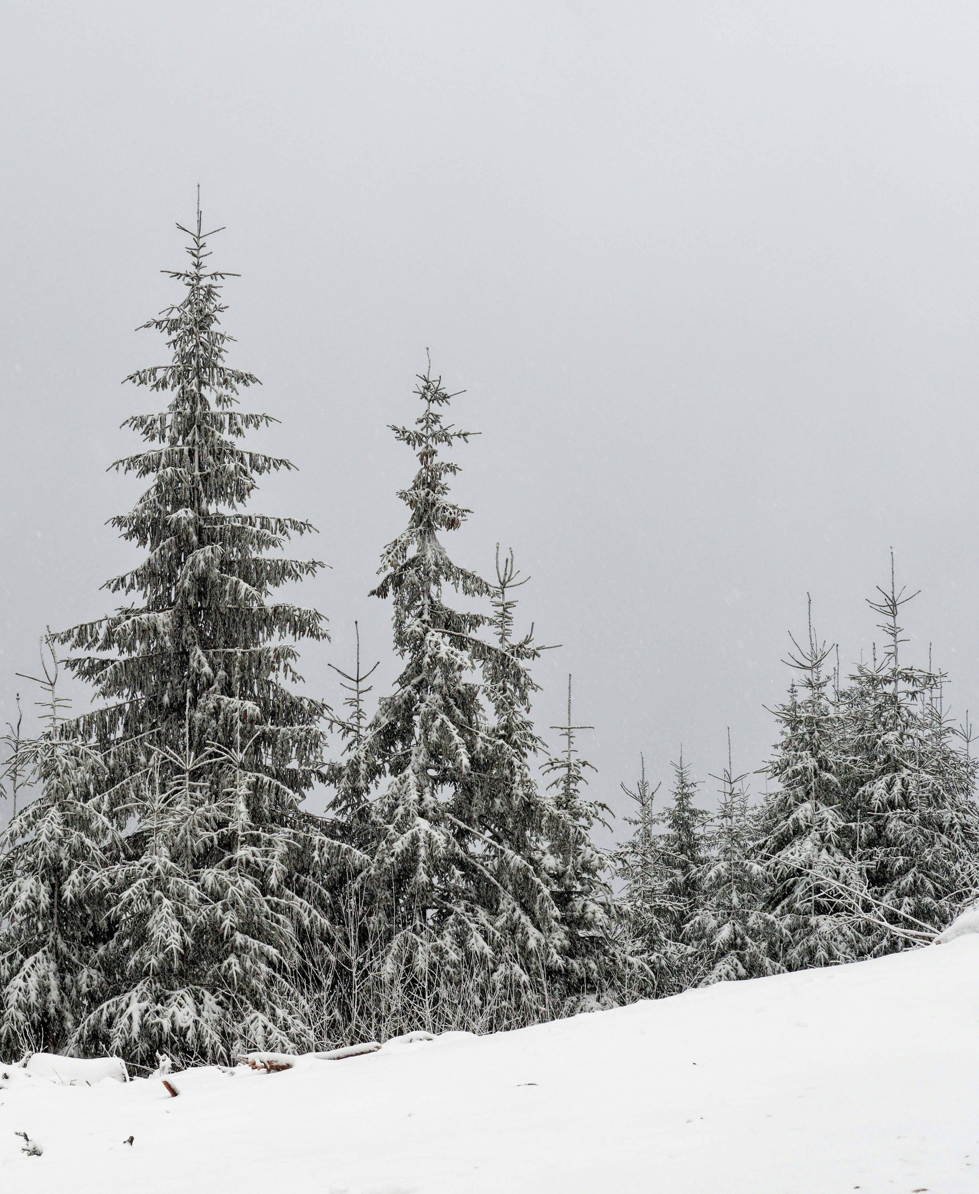 Photo by illes_cristi