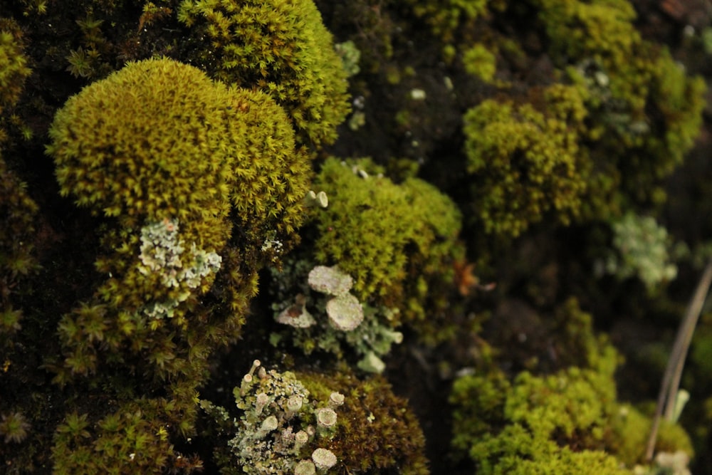 a close up of a moss covered wall