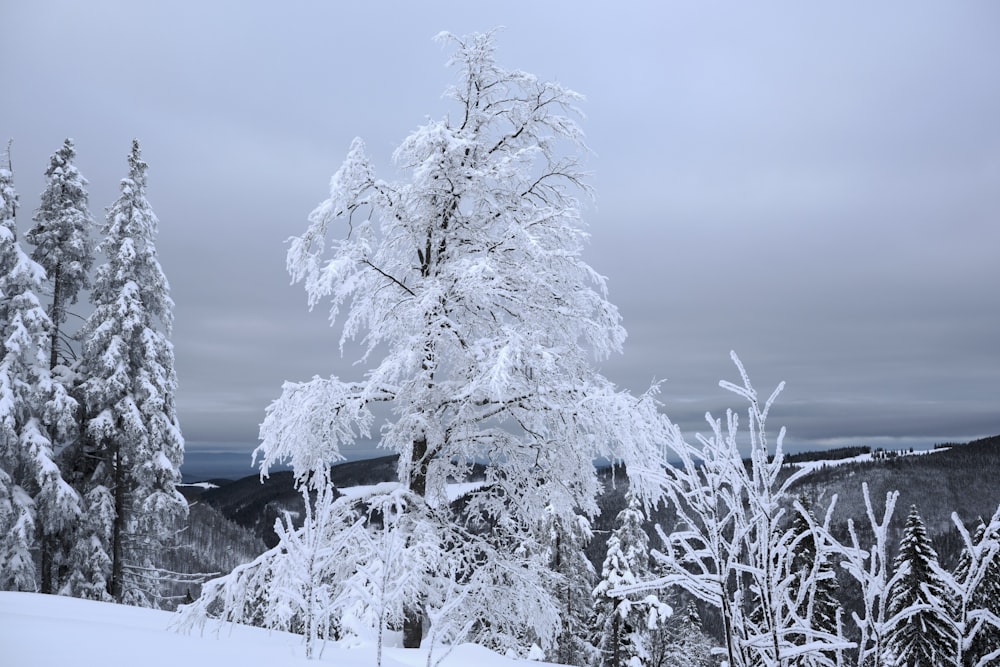 Un árbol cubierto de nieve en medio de un bosque