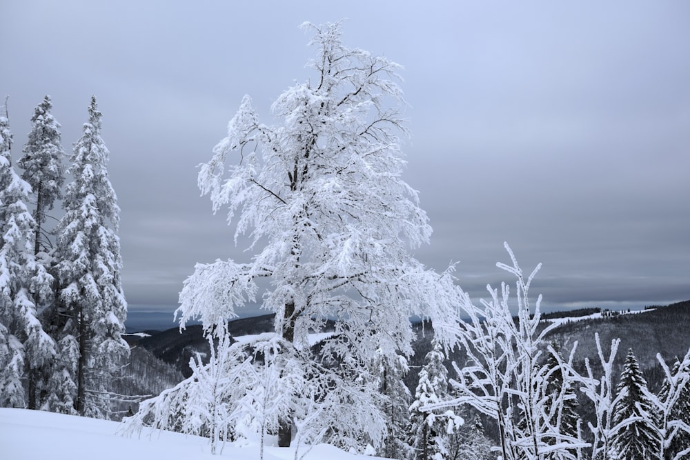 a snow covered tree in the middle of a forest