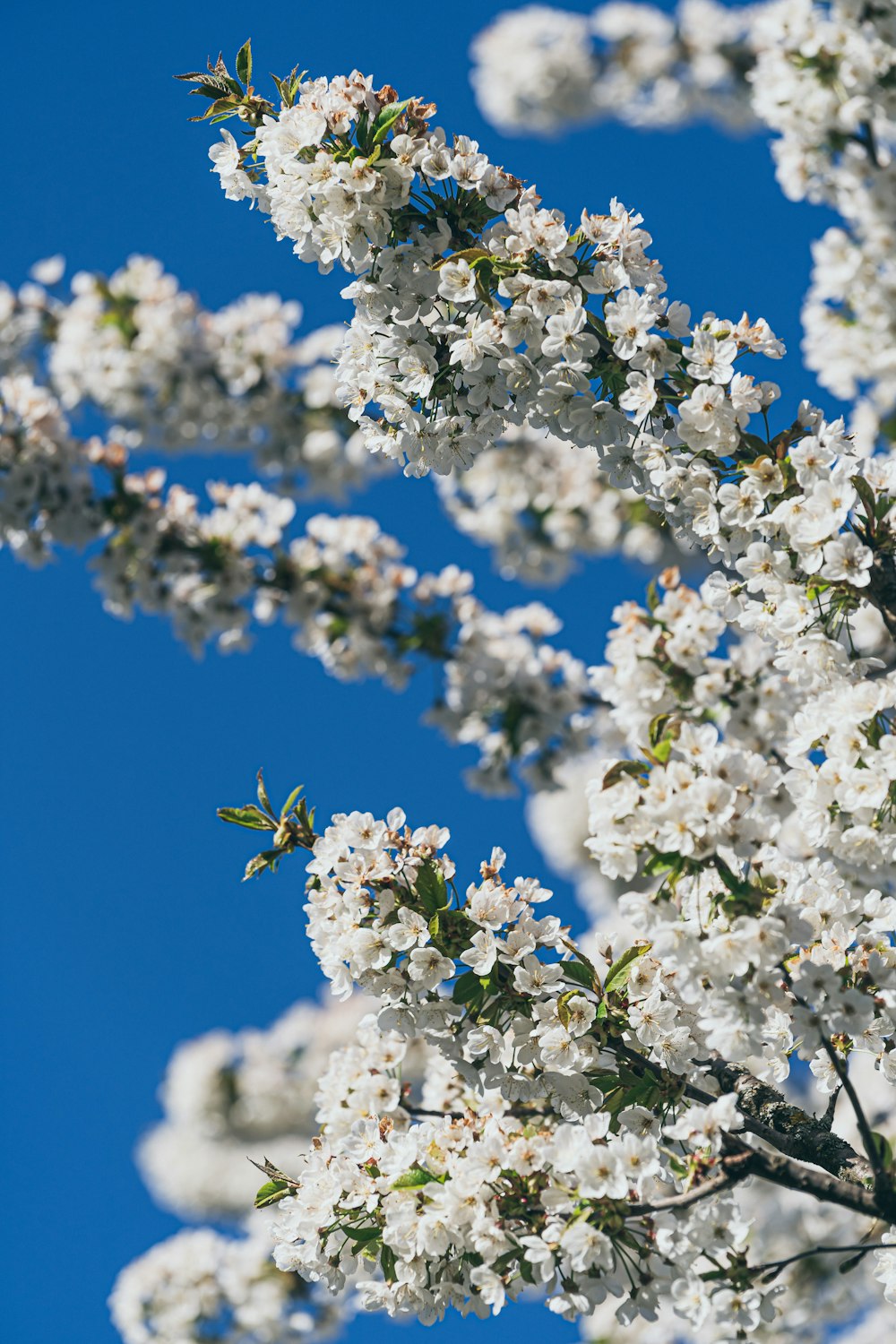 a white flowered tree with a blue sky in the background