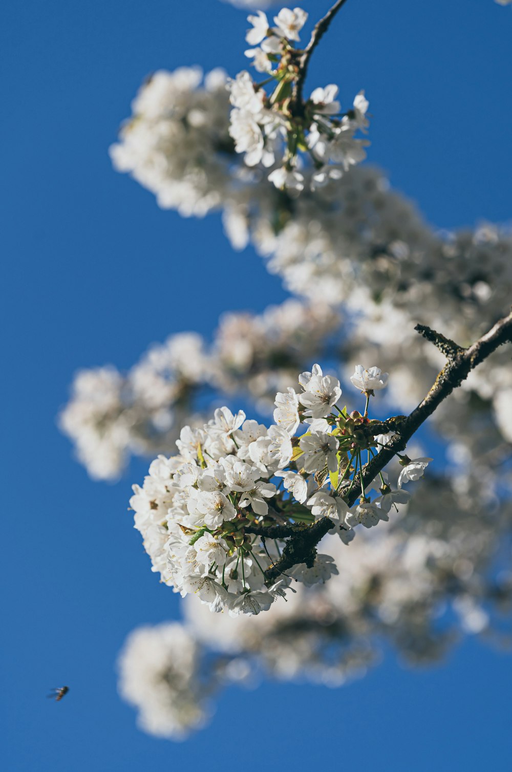 a tree branch with white flowers and a bee flying by