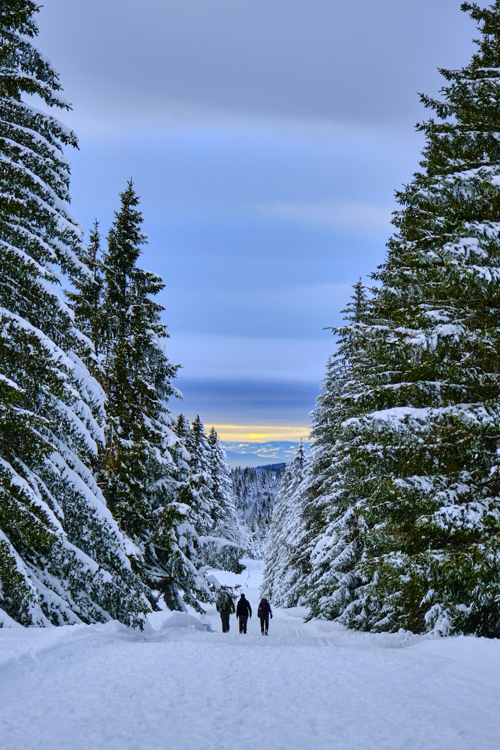 Un grupo de personas caminando por un bosque cubierto de nieve