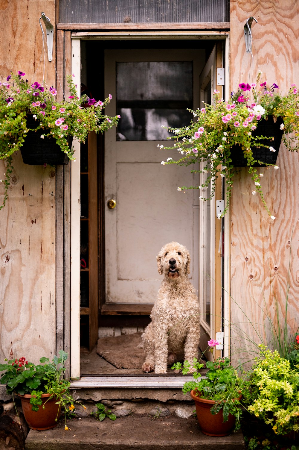a dog sitting in the doorway of a house