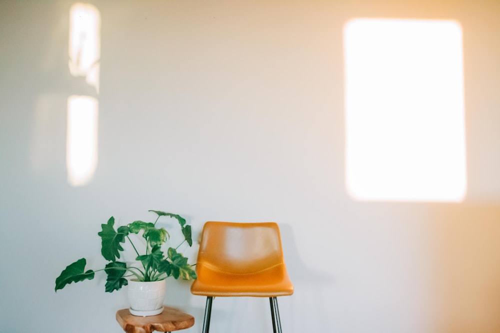 a chair and a potted plant in a room