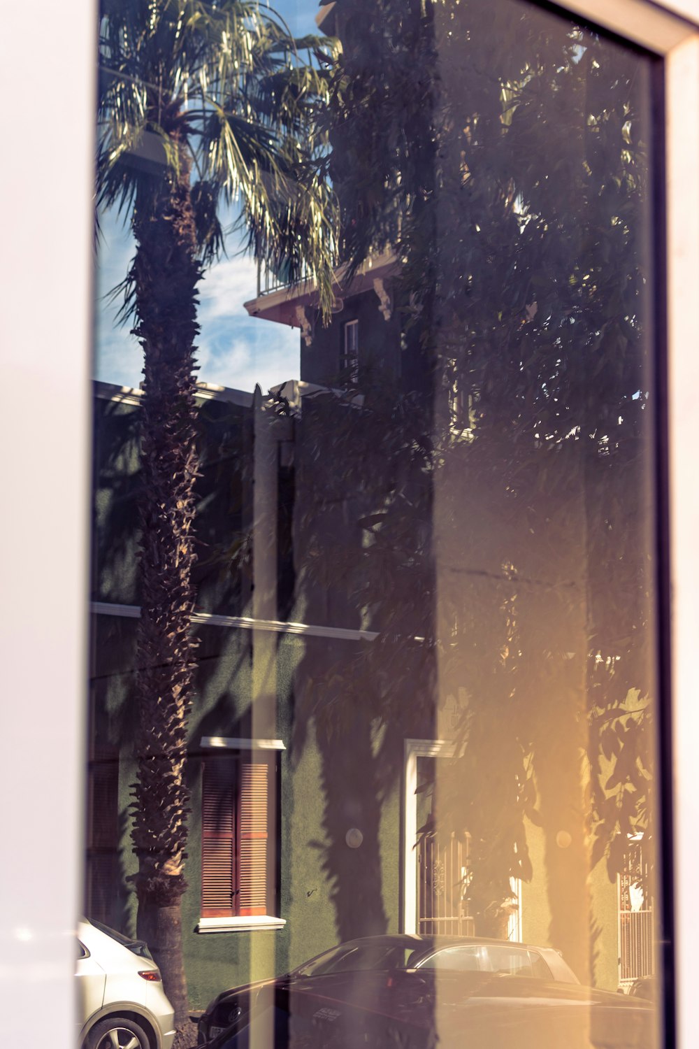 a reflection of a palm tree in a window