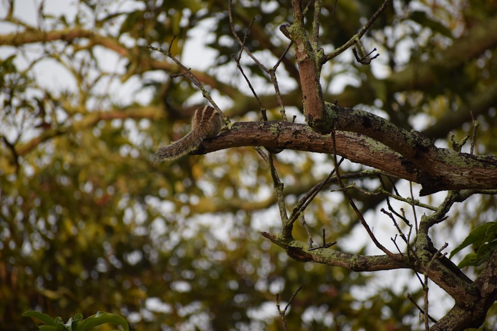 a bird sitting on a branch of a tree