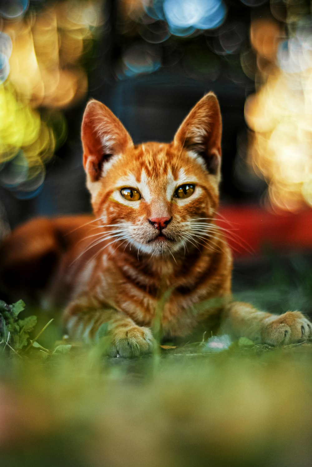 an orange cat laying on top of a lush green field