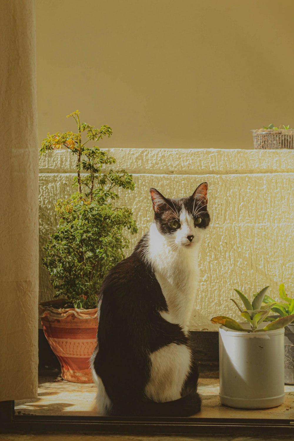 a cat sitting on a window sill next to a potted plant