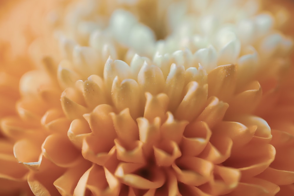 a close up of a flower with a blurry background