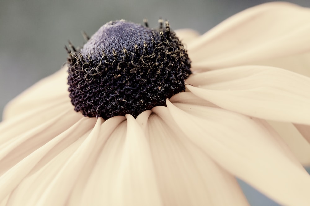 a close up of a black and white flower