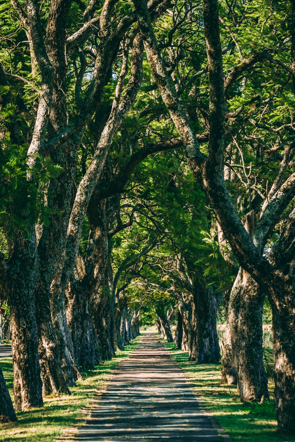 a road lined with trees on both sides of it