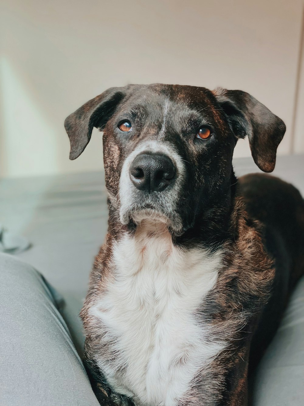 a close up of a dog laying on a couch