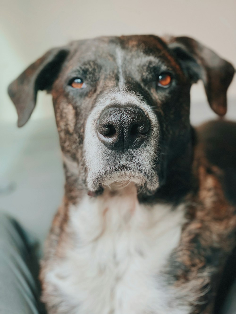 a close up of a dog on a couch