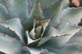 a close up of a plant with green leaves