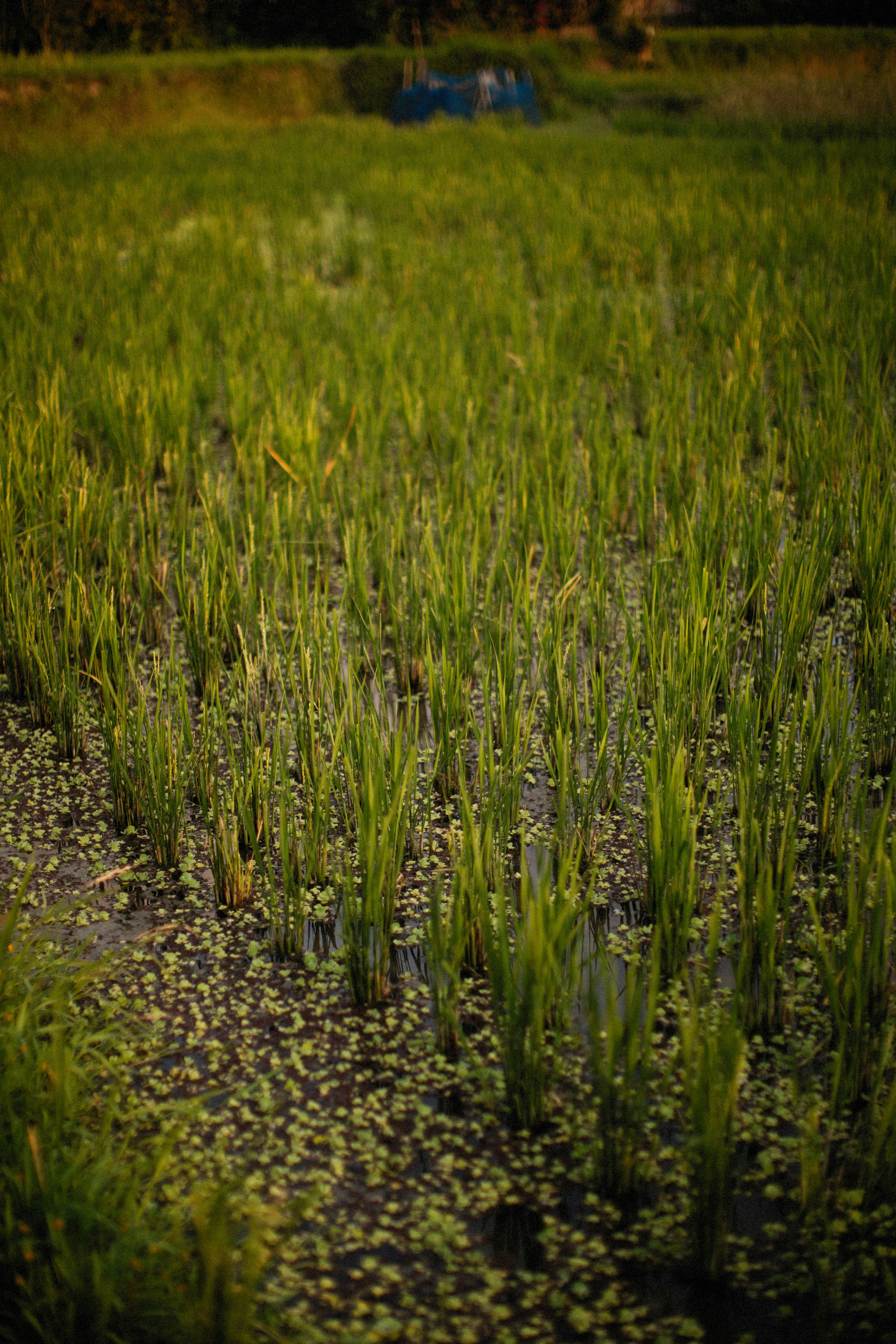 Photo by alexeydemidov