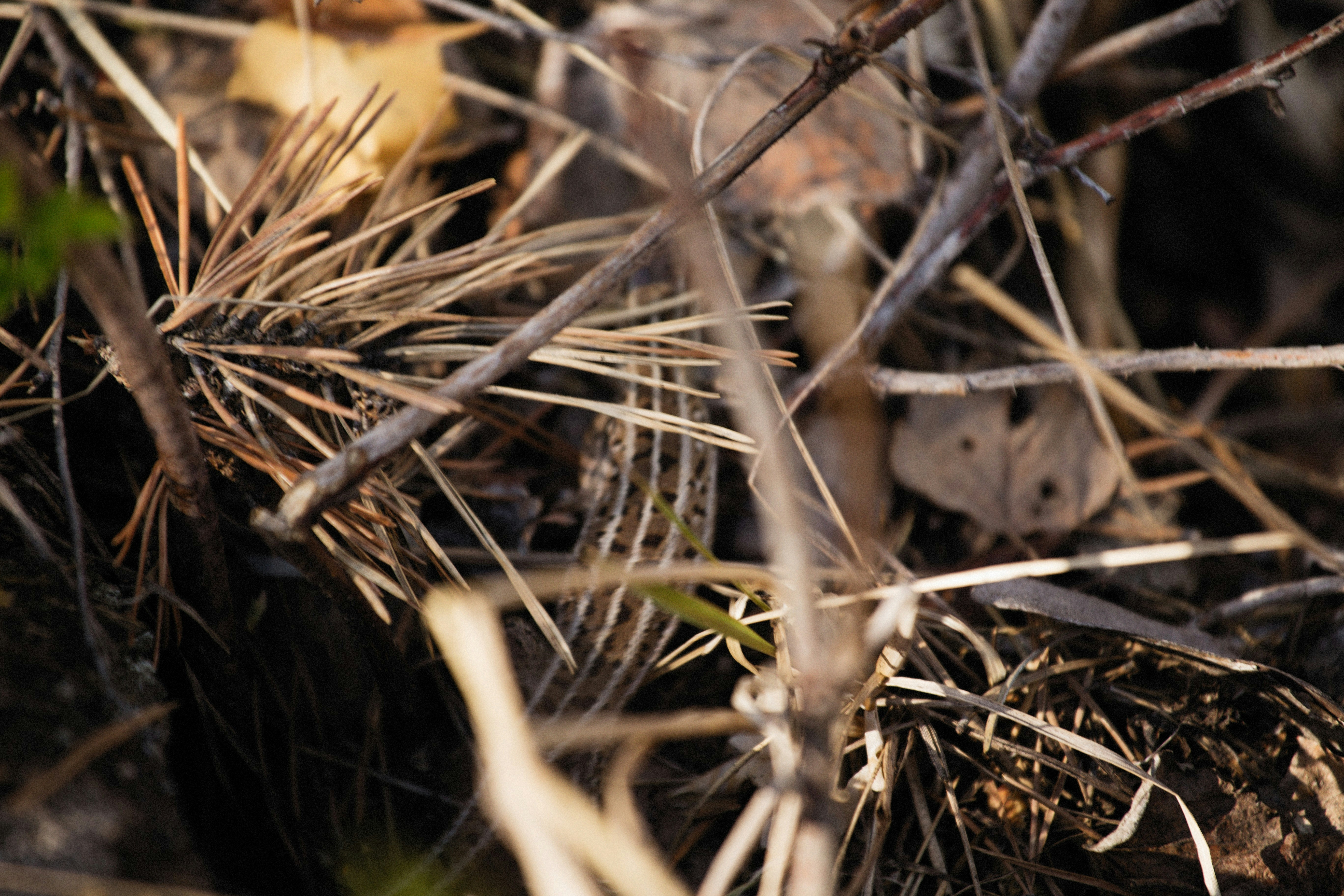 Photo by alexeydemidov